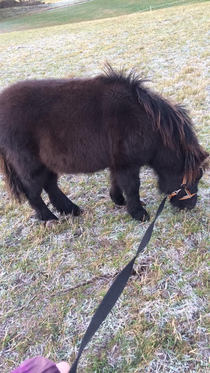 Shetlænder Donkey of Nobility (Laban) billede 7