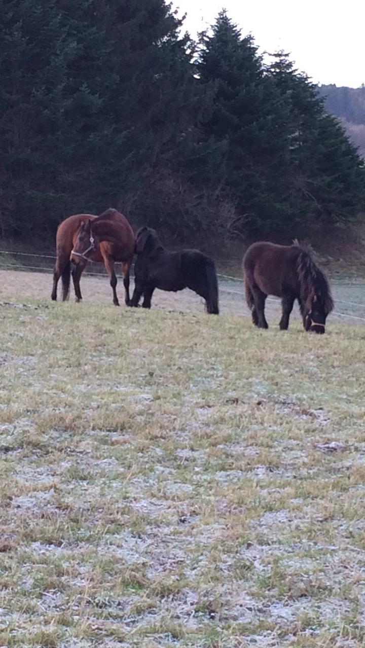 Shetlænder Donkey of Nobility (Laban) billede 8