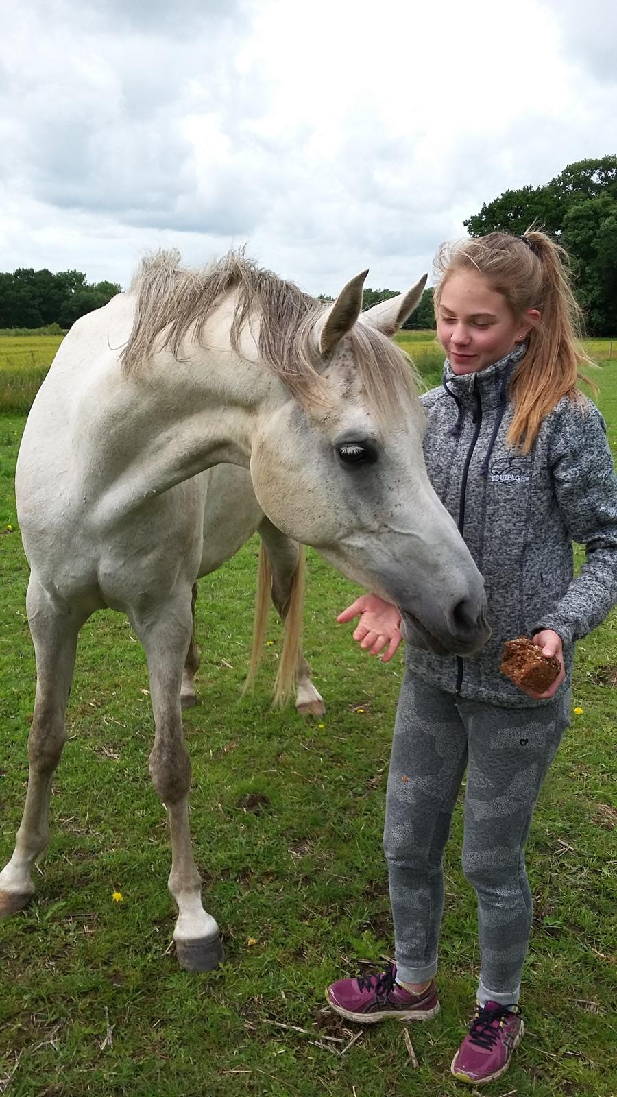 Arabisk fuldblod (OX) Jb salvatore del mondo ox (Salsa) - Første møde billede 1