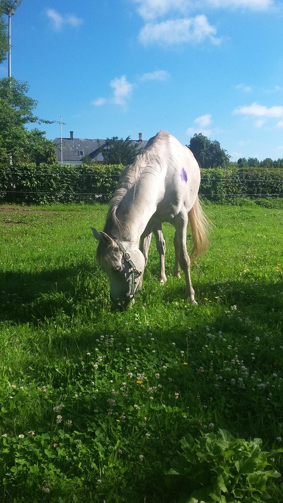 Arabisk fuldblod (OX) Jb salvatore del mondo ox (Salsa) - Tester kvaliteten af hans nye hjem billede 2
