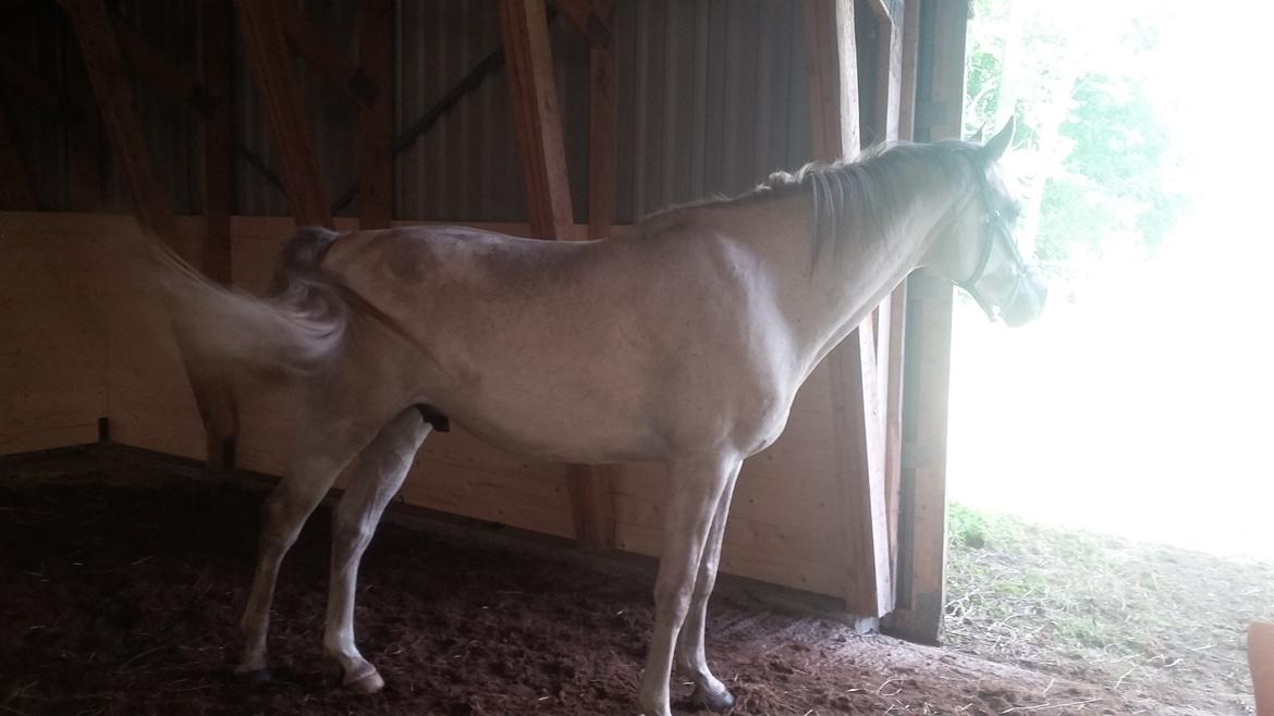 Arabisk fuldblod (OX) Jb salvatore del mondo ox (Salsa) - Godt med ro og overblik fra løsdriften af billede 3