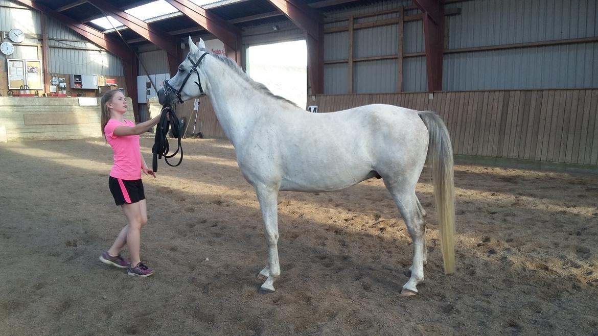 Arabisk fuldblod (OX) Jb salvatore del mondo ox (Salsa) - Træner ridehus billede 4