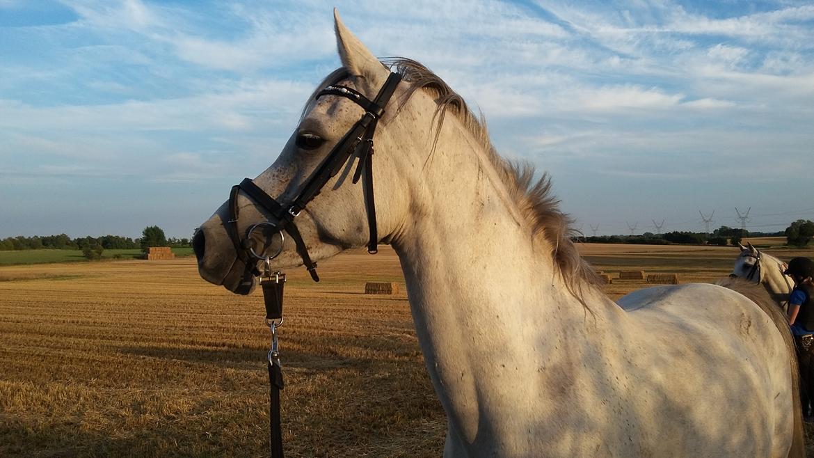 Arabisk fuldblod (OX) Jb salvatore del mondo ox (Salsa) - Sommer, stubmarker og meget at se på billede 5