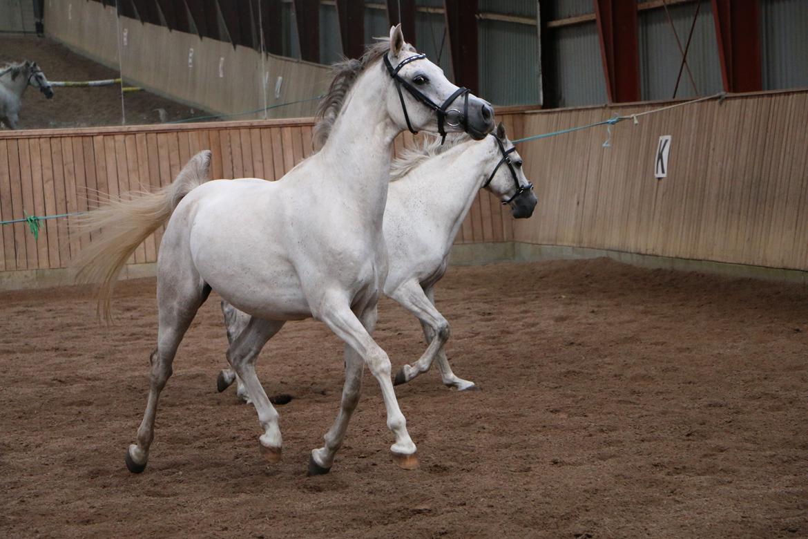 Arabisk fuldblod (OX) Jb salvatore del mondo ox (Salsa) - Legetid med Spiderman billede 6