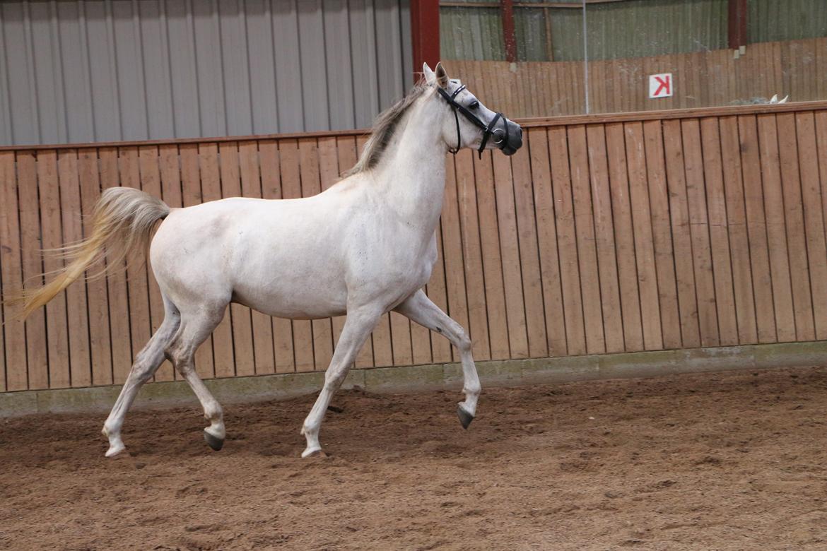 Arabisk fuldblod (OX) Jb salvatore del mondo ox (Salsa) billede 7