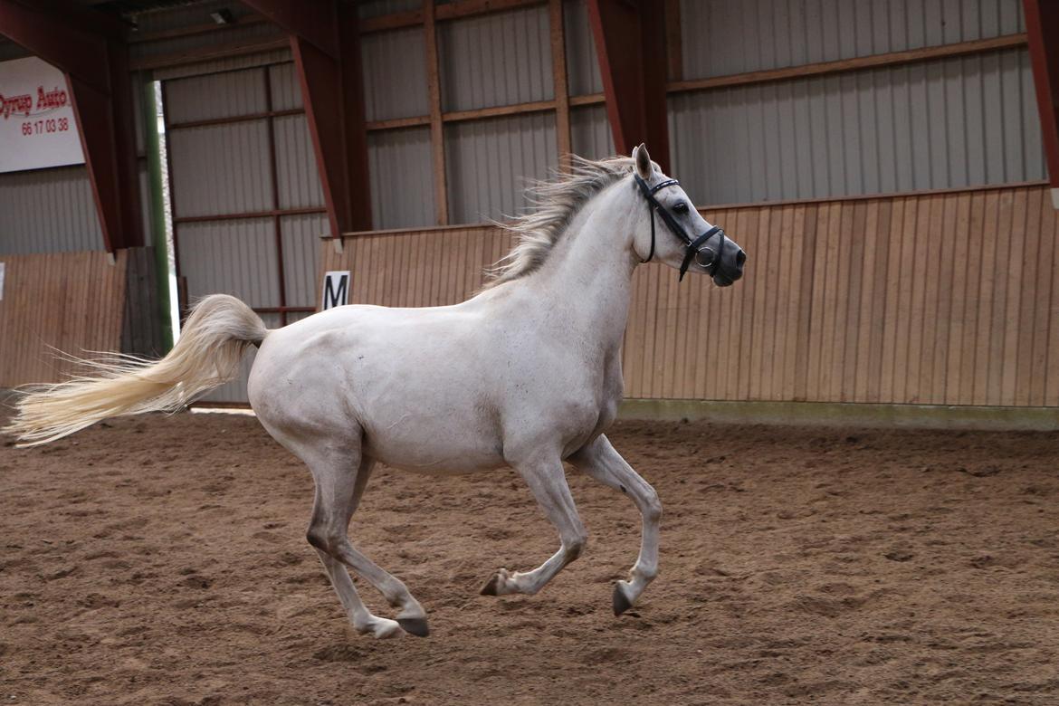 Arabisk fuldblod (OX) Jb salvatore del mondo ox (Salsa) billede 8