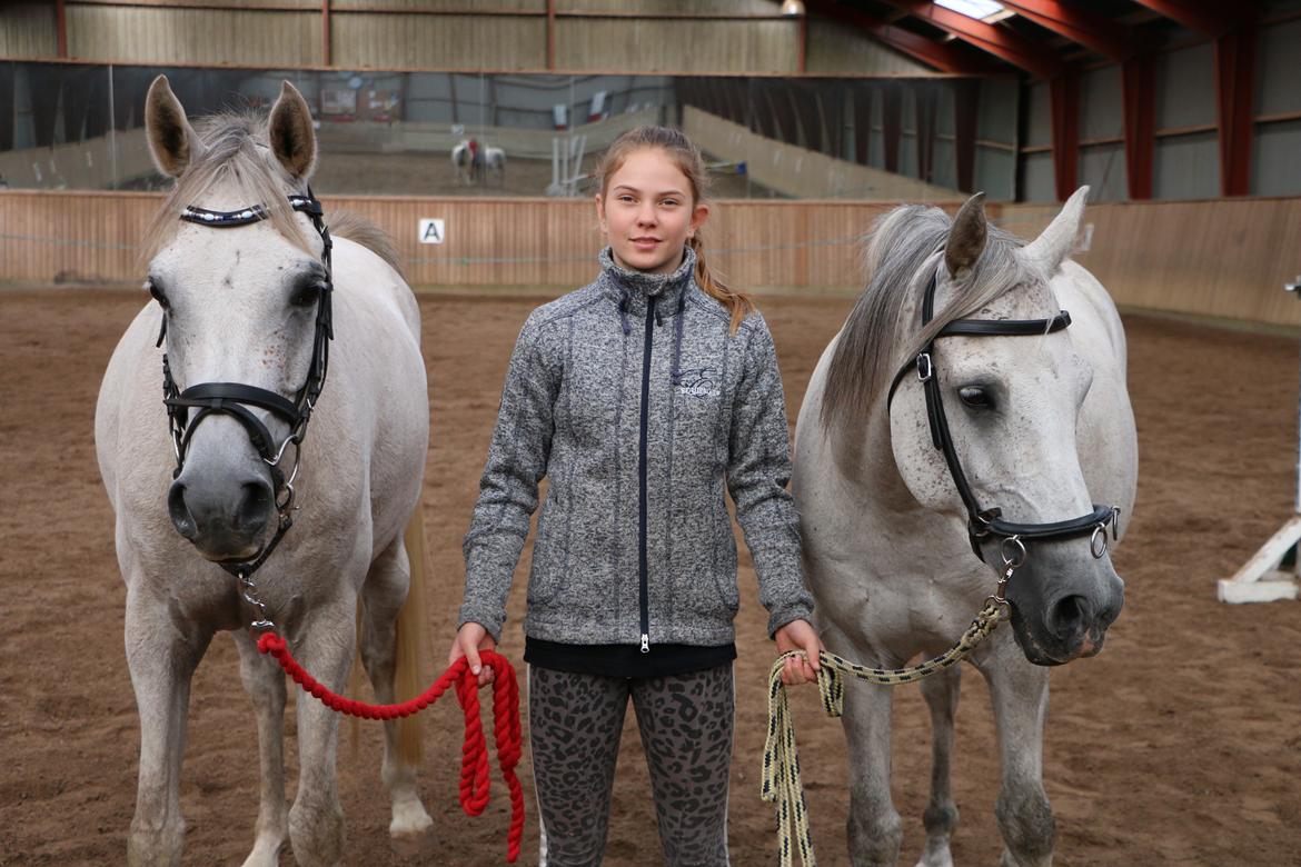 Arabisk fuldblod (OX) Jb salvatore del mondo ox (Salsa) - Salvatore, Spiderman og deres ven billede 9