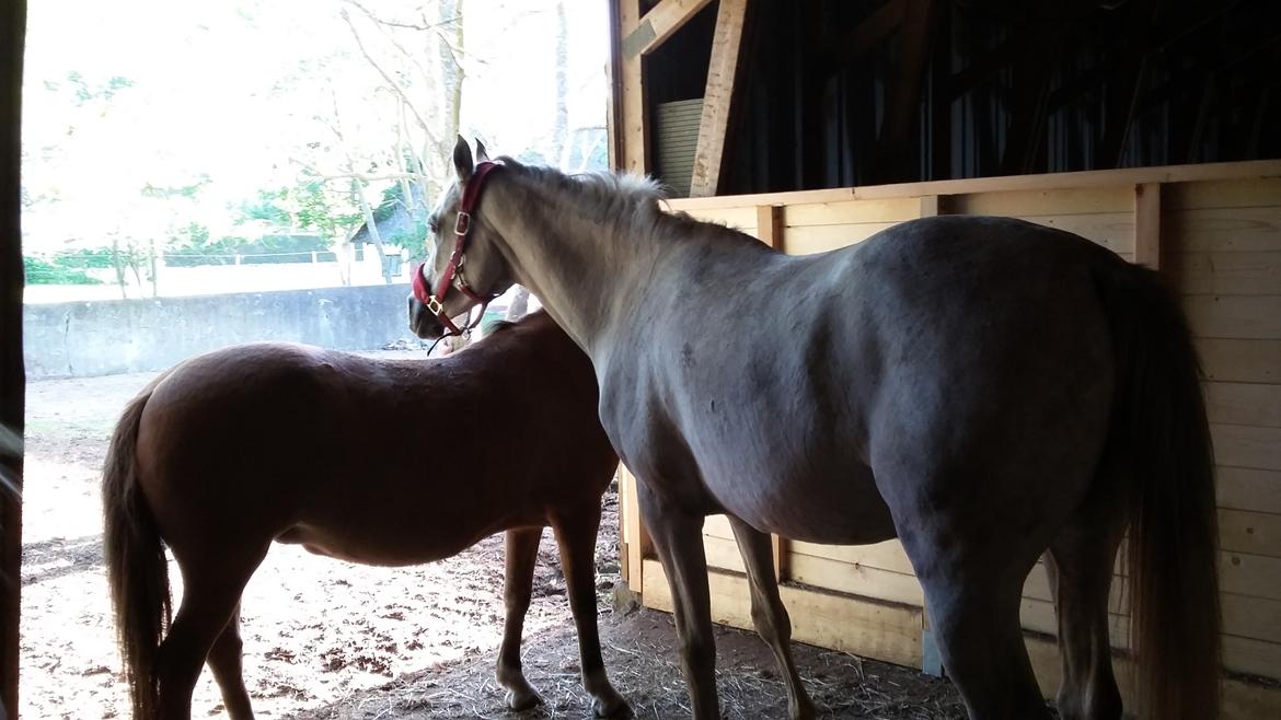 Arabisk fuldblod (OX) Jb salvatore del mondo ox (Salsa) - Hyggetid med bedstevennen Nikita billede 10