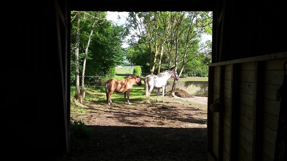 Arabisk fuldblod (OX) Jb salvatore del mondo ox (Salsa) - Salvatore og Nikita, og hvad der desværre blev deres sidste dag sammen billede 11