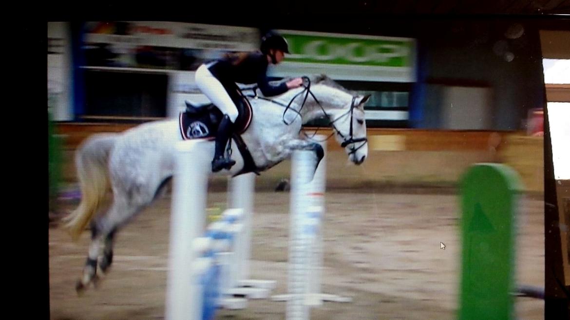 Dansk Varmblod Jasmin billede 17