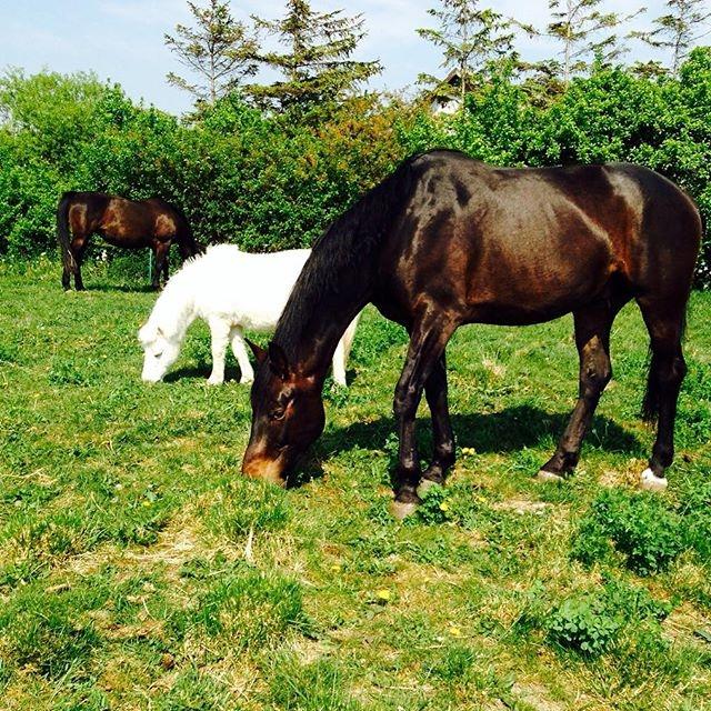 Dansk Varmblod Stratos billede 2