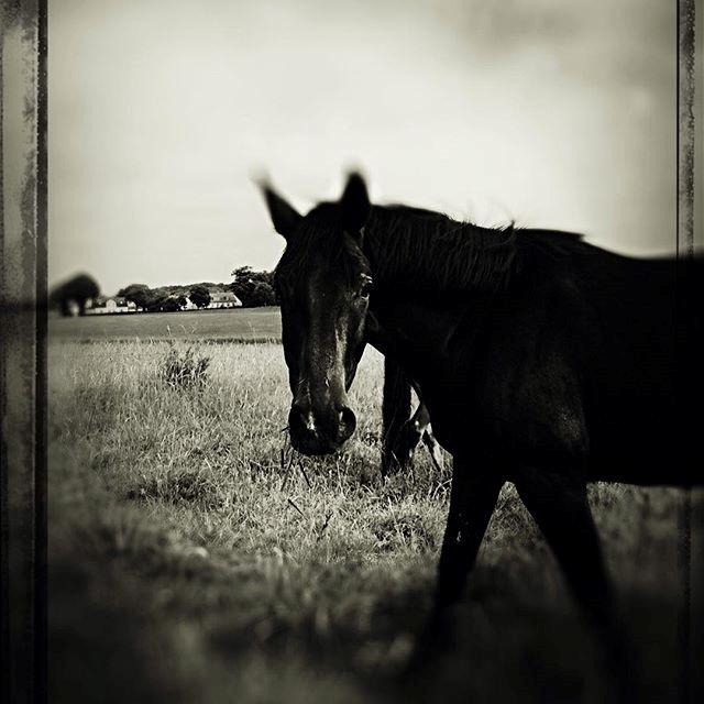 Dansk Varmblod Stratos billede 13