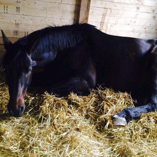 Dansk Varmblod Stratos billede 3