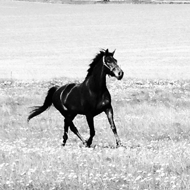 Dansk Varmblod Stratos billede 5