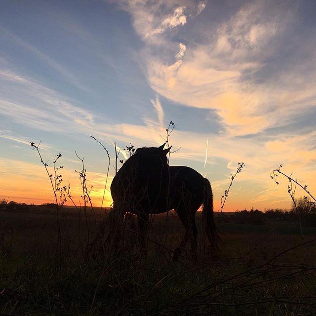 Dansk Varmblod Stratos billede 4