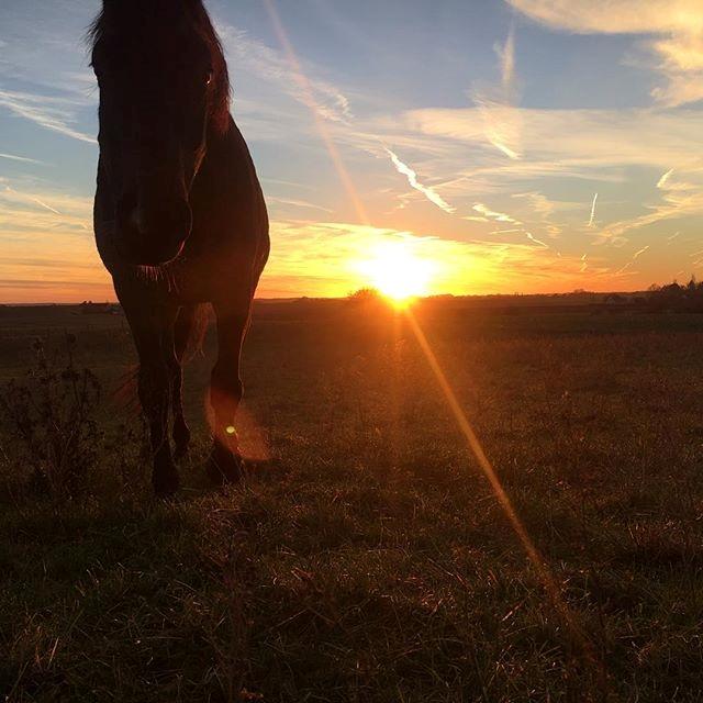 Dansk Varmblod Stratos billede 6
