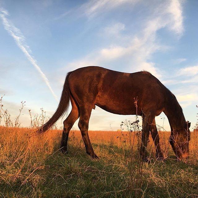 Dansk Varmblod Stratos billede 1