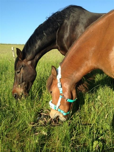 Dansk Varmblod Stratos billede 8