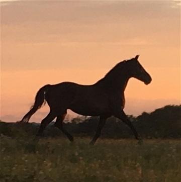 Dansk Varmblod Stratos billede 10