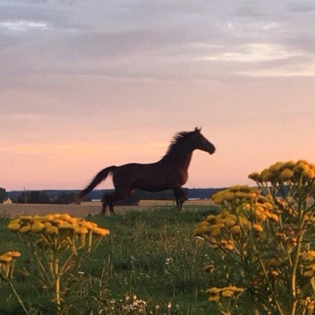 Dansk Varmblod Stratos billede 9