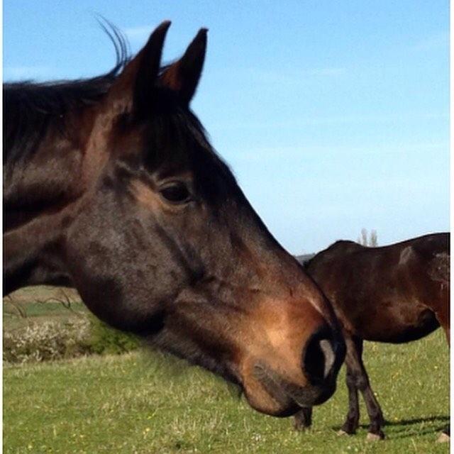 Dansk Varmblod Stratos billede 14