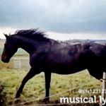 Dansk Varmblod Stratos billede 15