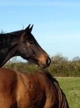 Dansk Varmblod Stratos billede 7