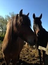 Dansk Varmblod Stratos billede 11