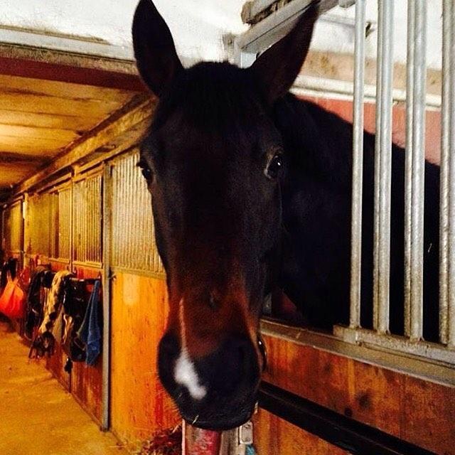 Dansk Varmblod Stratos - Hos gamle ejere :) billede 16