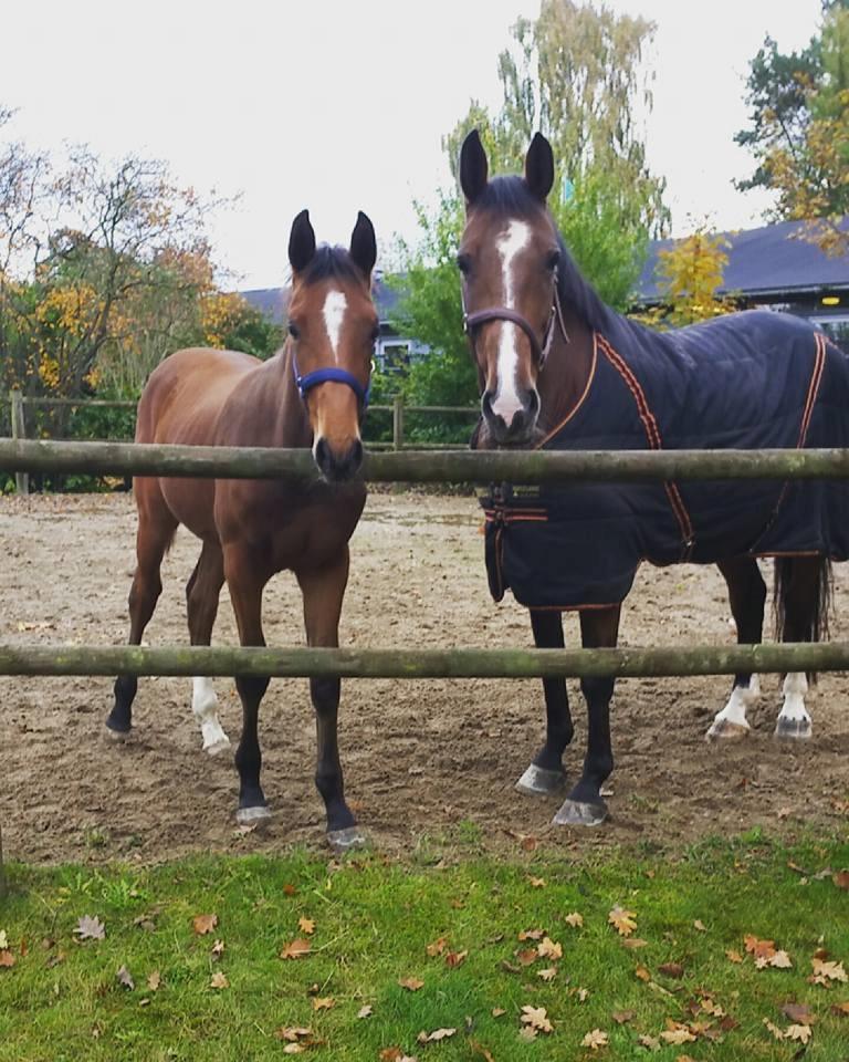 Dansk Varmblod Fabello Le Favorit billede 3