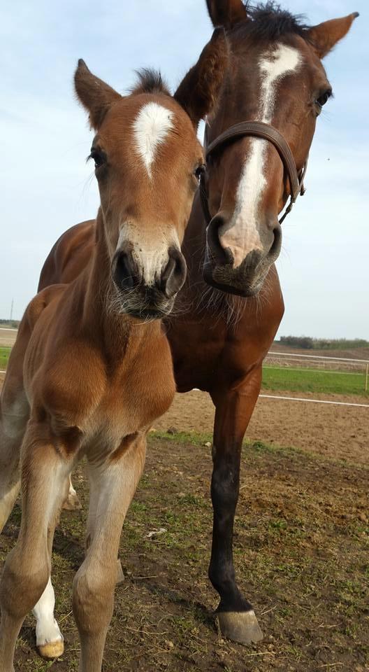 Dansk Varmblod Fabello Le Favorit billede 6