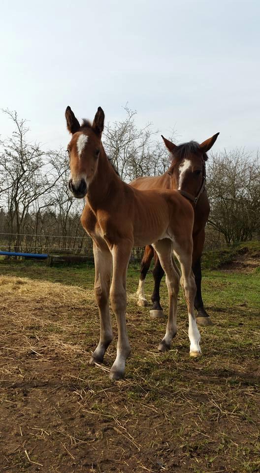 Dansk Varmblod Fabello Le Favorit billede 7