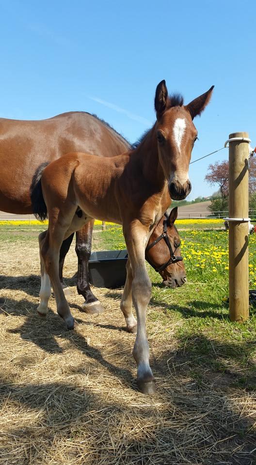 Dansk Varmblod Fabello Le Favorit billede 8