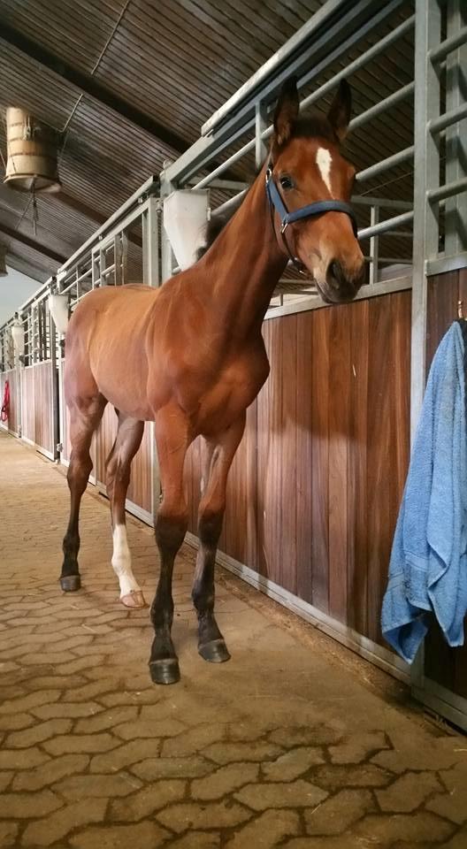 Dansk Varmblod Fabello Le Favorit billede 1