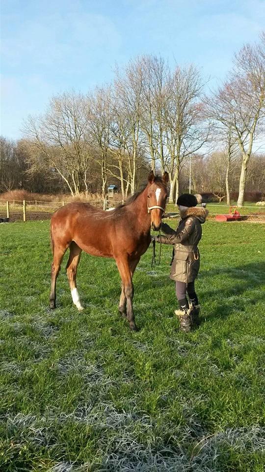 Dansk Varmblod Fabello Le Favorit billede 2