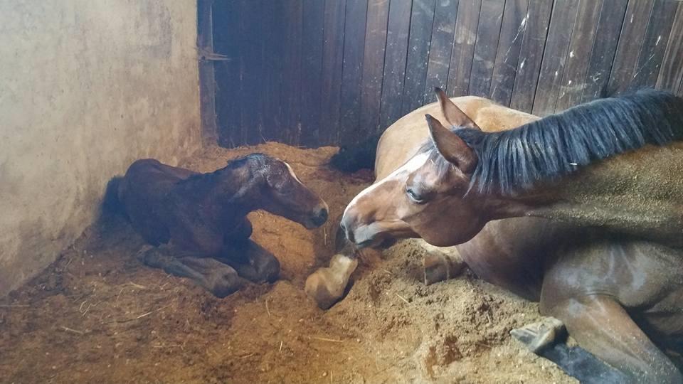 Dansk Varmblod Fabello Le Favorit billede 9