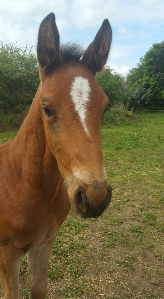 Dansk Varmblod Fabello Le Favorit billede 5