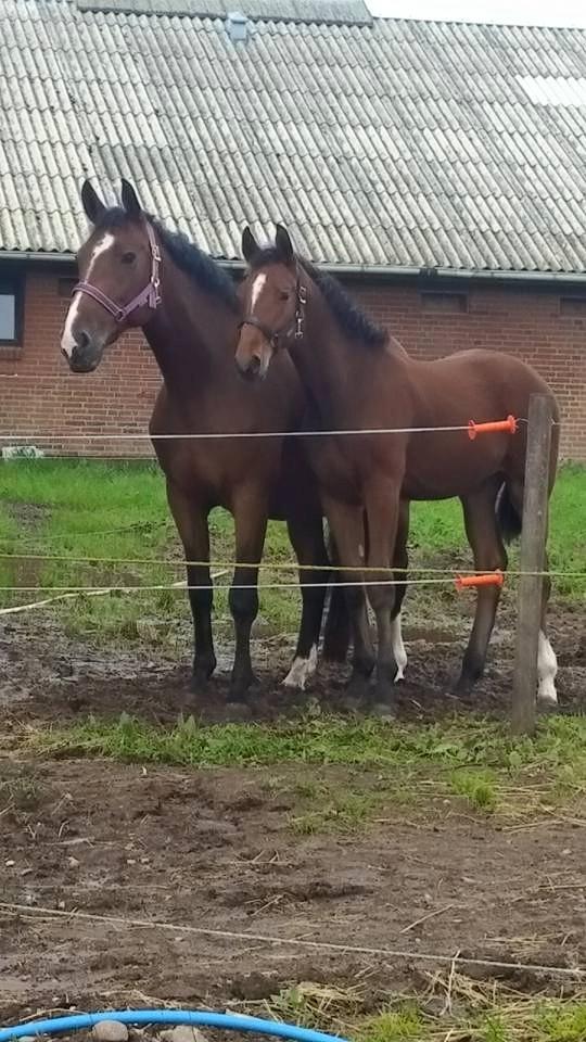 Dansk Varmblod Fabello Le Favorit billede 4