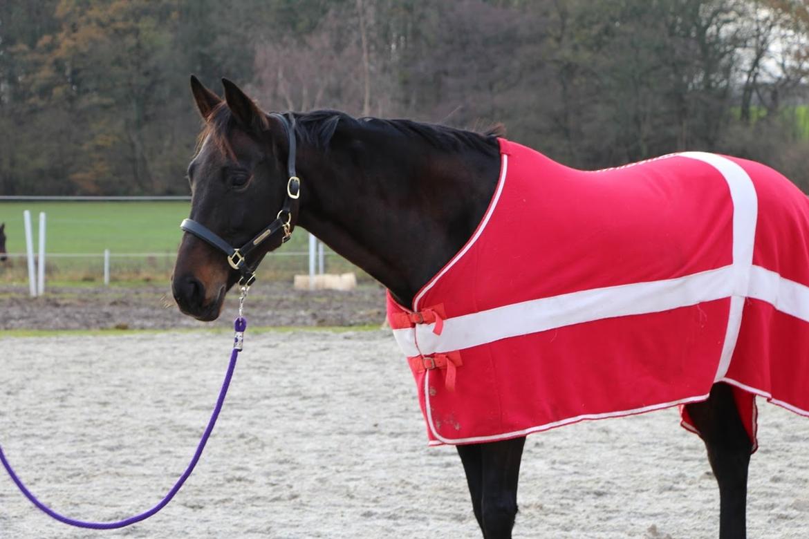 Anden særlig race Chiquita (Banan)  billede 2