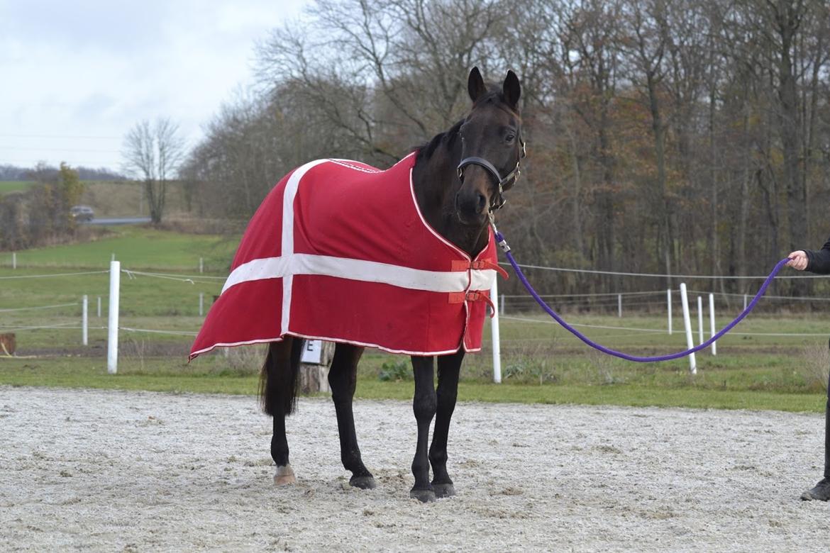 Anden særlig race Chiquita (Banan)  billede 1