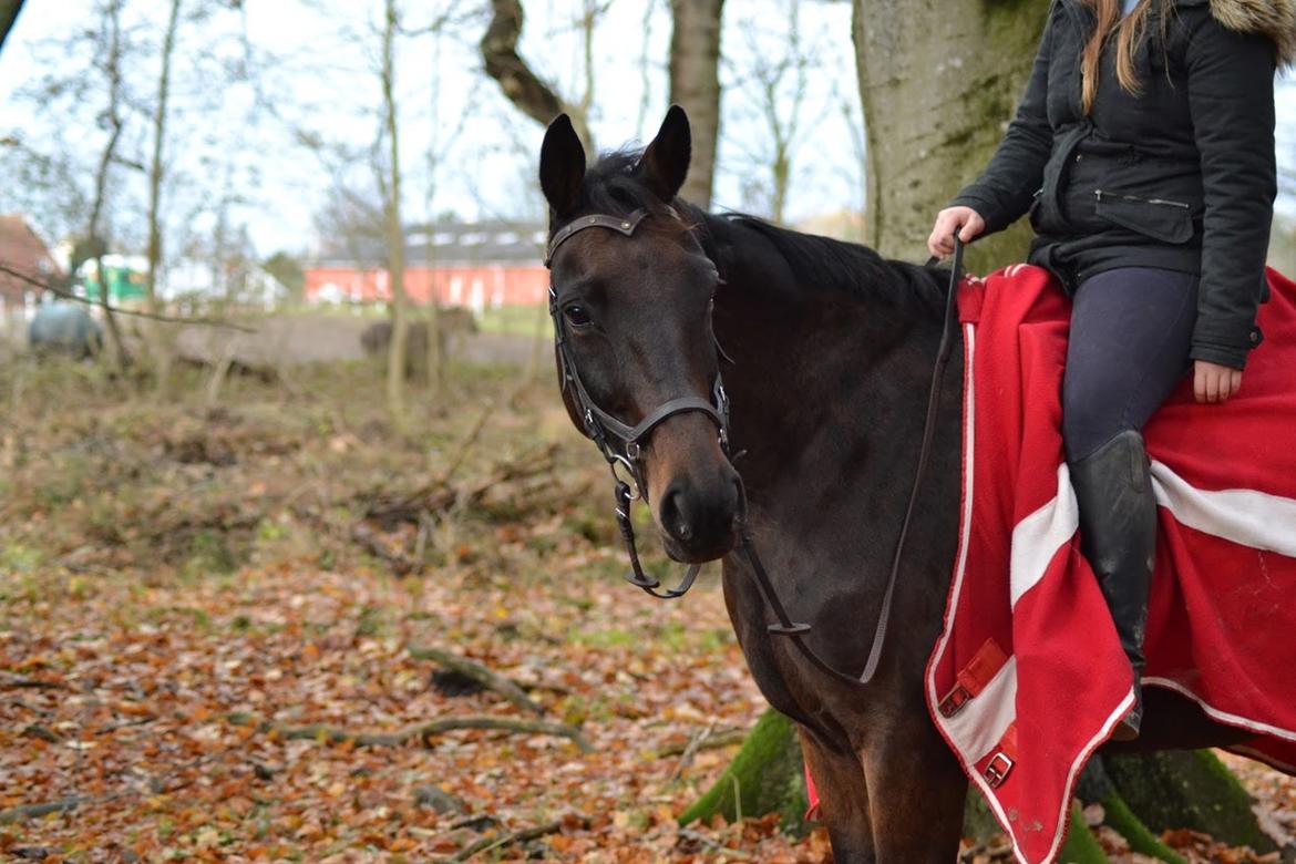 Anden særlig race Chiquita (Banan)  billede 11