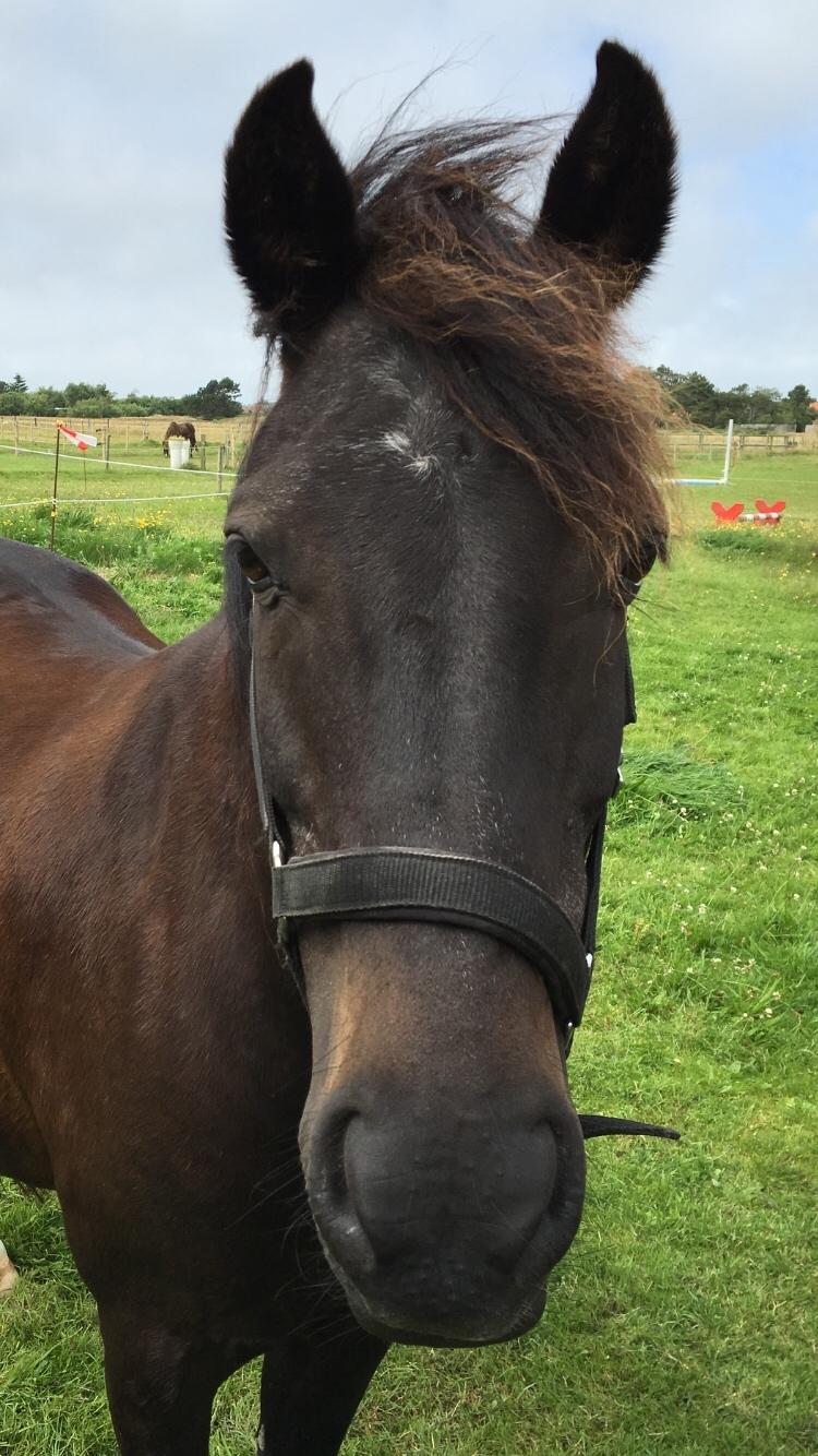 New Forest Hamborgs Amistar billede 5