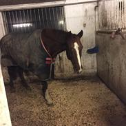 Dansk Varmblod Rønbjergs Altessa 