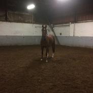 Anden særlig race Chiaro Dé Luna