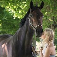 Dansk Varmblod JAP'S ROYAL DANCER