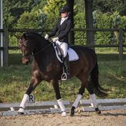 Dansk Varmblod JAP'S ROYAL DANCER