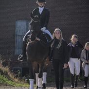 Dansk Varmblod JAP'S ROYAL DANCER