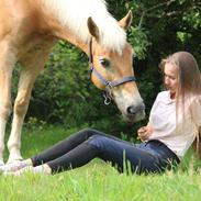 Haflinger Frida