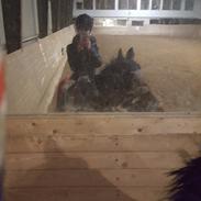 Anden særlig race Michelangelo (tidligere lånehest)