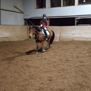 Anden særlig race Michelangelo (tidligere lånehest)